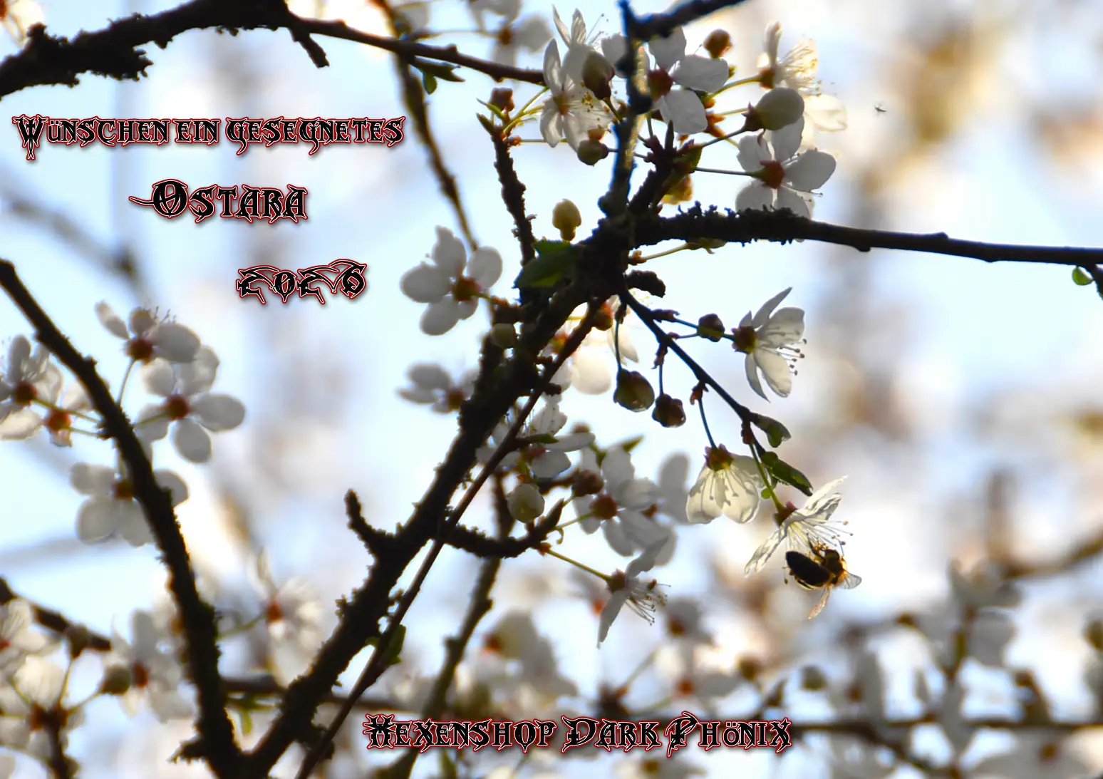 Hexenshop Dark Phönix Imbolc 2026 Glückwünsche zu Imbolc Schneeglöckchen