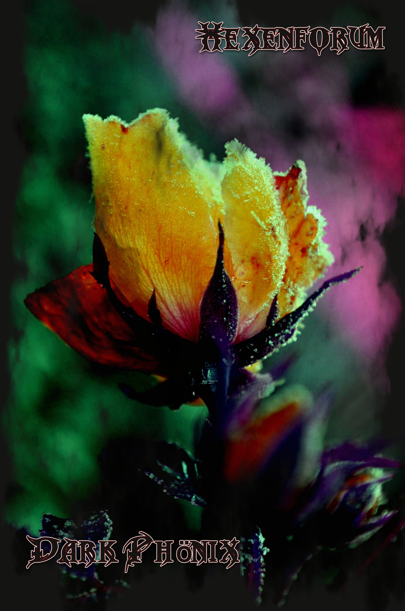Hexenzeitung und Magierzeitung Dark Phönix Reiki und Magie Hexenzeitung und Magierzeitung Dark Phönix Bild mit Gelber Rose