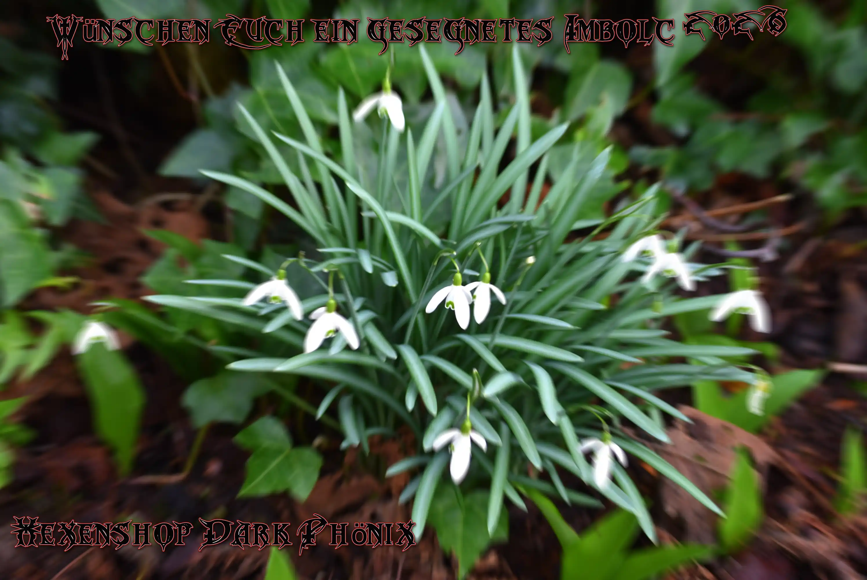 Glückwünsche zu Imbolc Schneeglöckchen