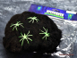 Preview: Hexenshop Dark Phönix Schwarzes Deko Dehnungs Spinnennetz 40g mit vier Glow in the Dark Spinnen