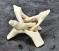 Preview: Hexenshop Dark Phönix Krobra Dreifuß Hell Holz Kugelständer 10cm
