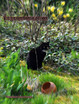 Hexenshop Dark Phönix Tierkommunikation Haustier entlaufen 60 Gesprächsminuten